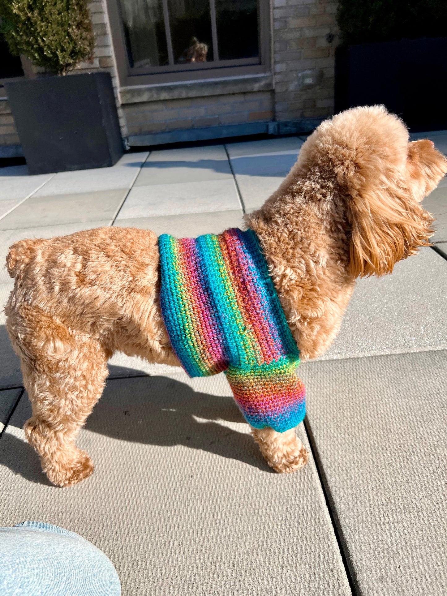 Top Kauai (camisola para cachorro) padrão de crochê
